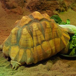 Ploughshare tortoise (Astrochelys yniphora), 2019-10-04