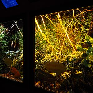 Greater Madagascar day gecko, Panther chameleon and Tomato frog terrarium, 2019-10-04