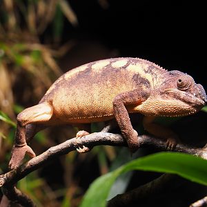 Panther chameleon (Furcifer pardalis), 2019-10-04