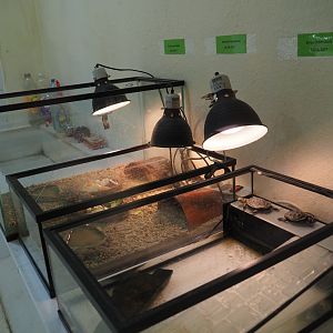 Tortoise and turtle raising exhibits, 2019-10-04