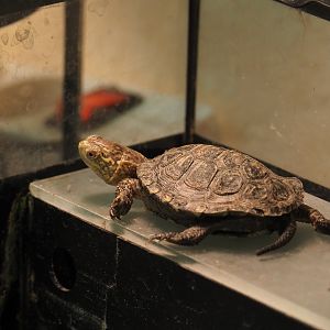 Juvenile European pond turtle (Emys orbicularis), 2019-10-04