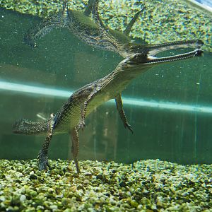 Juvenile Gharial (Gavialis gangeticus), 2019-10-04
