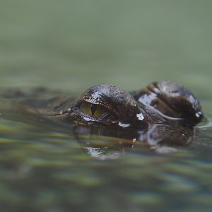 Juvenile Gharial (Gavialis gangeticus), 2019-10-04