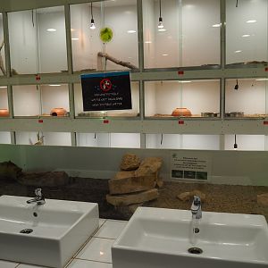 Behind-the-scenes reptile husbandry room seen from the men's bathroom, 2019-10-04