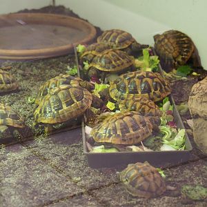 Juvenile tortoises feeding (Probably Testudo hermanni), 2019-10-04