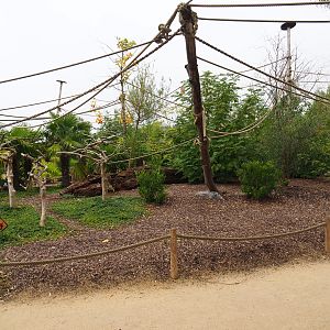 Black-and-gold howler monkey walk-through island, 2019-10-04