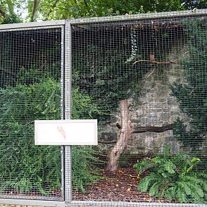 Brown wood owl aviary, 2019-10-04