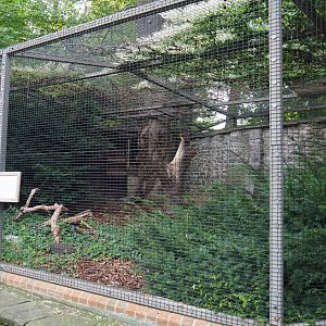 Spectacled owl aviary, 2019-10-04
