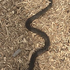 Can somebody Id this dead snake