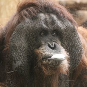 Orangutan