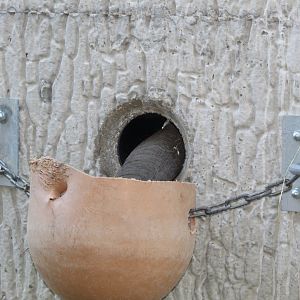 Elephant Feeder Wall