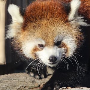 Red Panda Cub