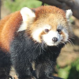 Red Panda Cub