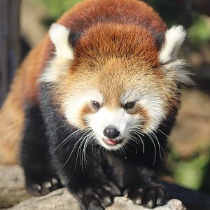 Red Panda Cub