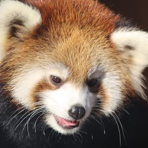 Red Panda Cub