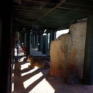 lion exhibit connector