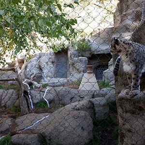snow leopard exhibit