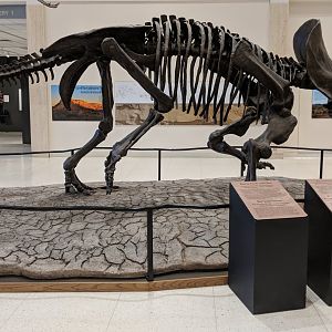 Triceratops horridus