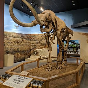 Columbian mammoth (Mammuthus columbi)