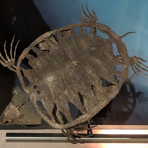 Toxochelys latiremis