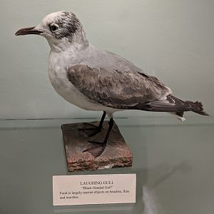 Laughing gull (Leucophaeus atricilla)