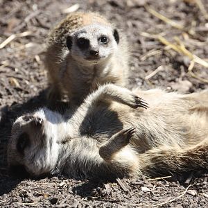 Meerkats