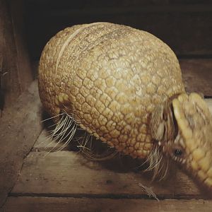 Three banded armadillo