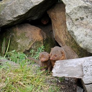 Dwarf mongoose with young