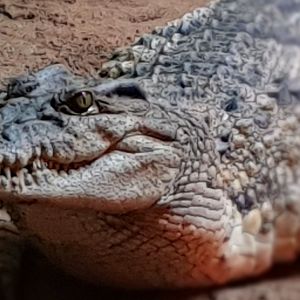 Philippine crocodile