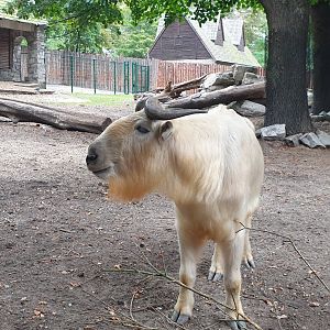 Golden Takin