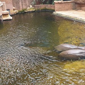 Hippopotamus, East Africa, Afrykarium