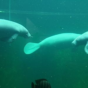 Manatees, Afrykarium