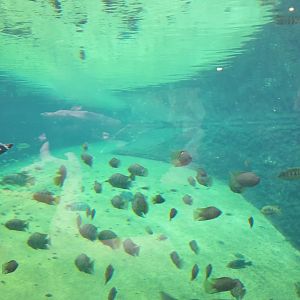 Nile Crocodile, Afrykarium