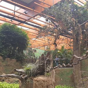 Congo Rainforest, Afrykarium