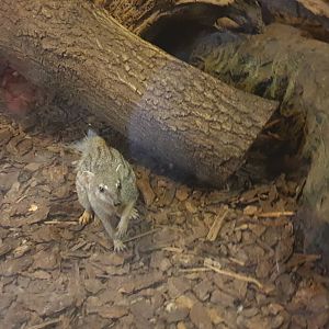 Northern Narrow-striped boky