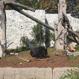 Asiatic Black Bear