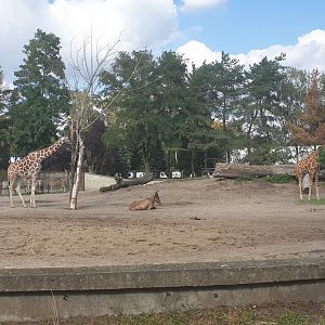Reticulated Giraffe, Chapman's Zebra, Red Hartebeest