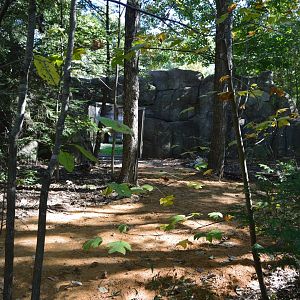 Grizzly Bear Exhibit Construction - New Observation Window?