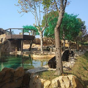 Asiatic Black Bears Waiting