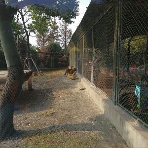 Baby Big Cat Feeding
