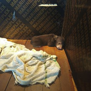 Baby Sun Bear