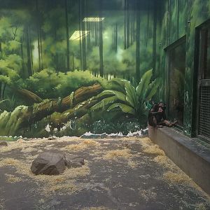 Chimpanzee Indoors