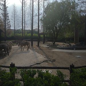 Plains Zebra Paddock