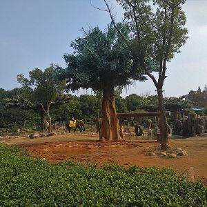 Asian Elephant Rides