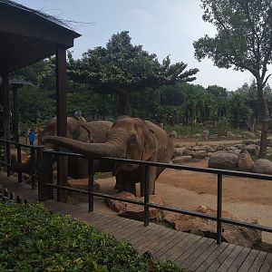 Elephant Feeding