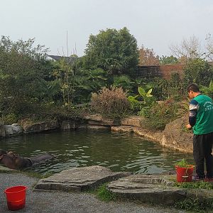 Common Hippo Feeding