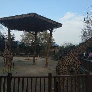 Giraffe Feeding