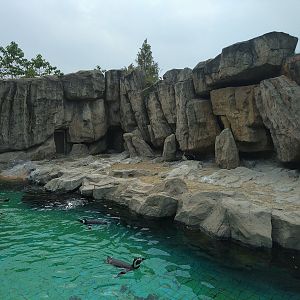 Magellan Penguin Pool