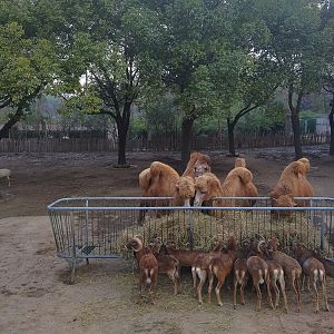Bactrian Camel and Argali
