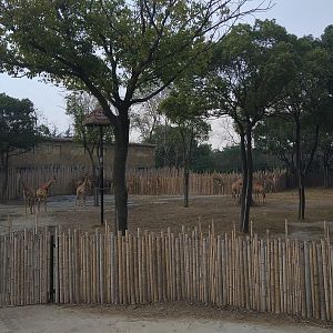 Giraffe Drive-Through